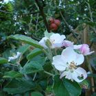 Apfelblüte im September 2