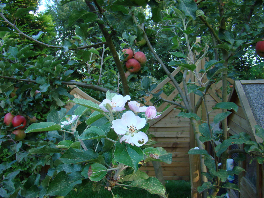 Apfelblüte im September