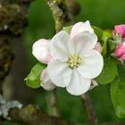 Apfelblüte im Siebengebirge