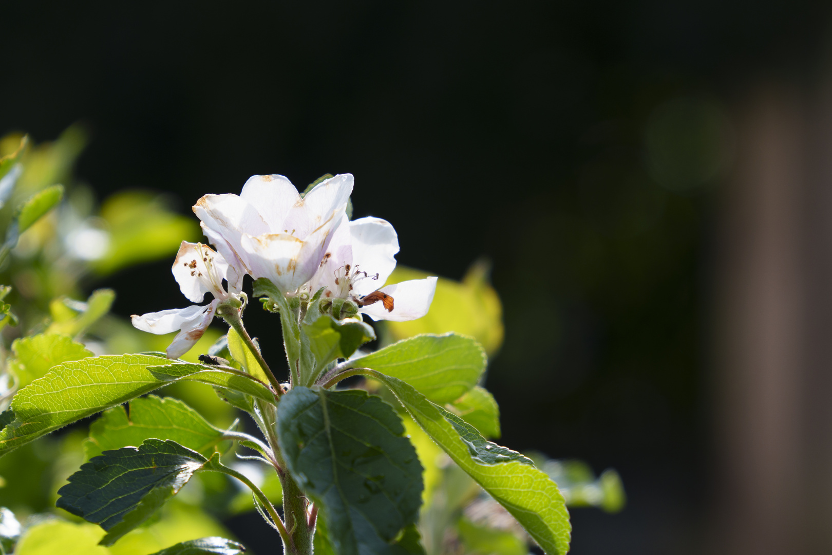 Apfelblüte im Sonnenlicht