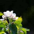 Apfelblüte im Sonnenlicht