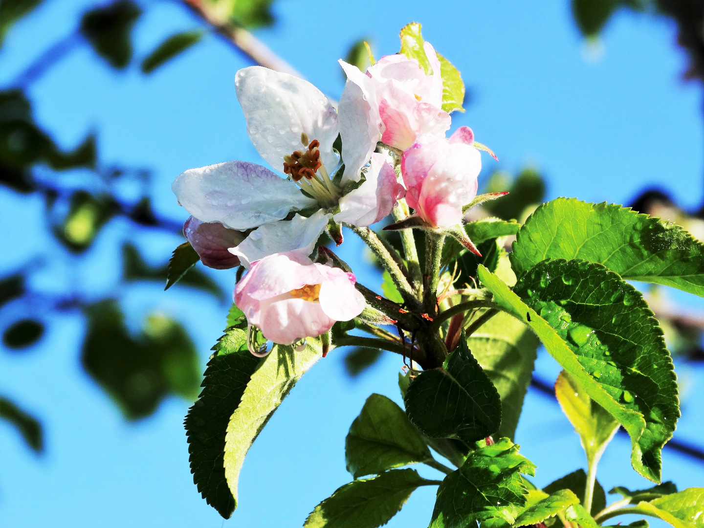 Apfelblüte im Sonnenschein