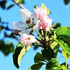 Apfelblüte im Sonnenschein