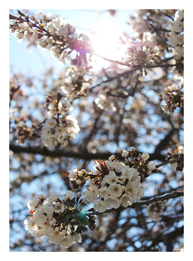 Apfelblüte im Sonnenschein