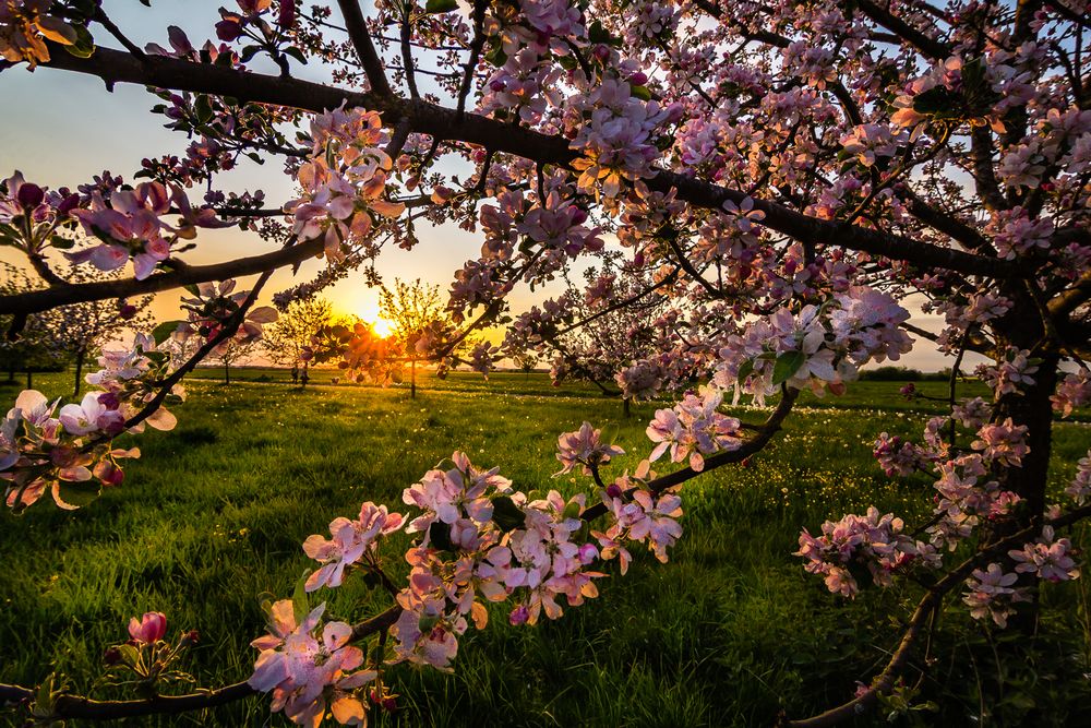Apfelblüte im Sonnenuntergang