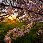 Apfelblüte im Sonnenuntergang