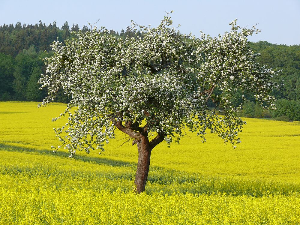 Apfelblüte im Taunus