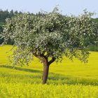 Apfelblüte im Taunus