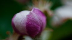 Apfelblüte im Vinschgau Südtirol