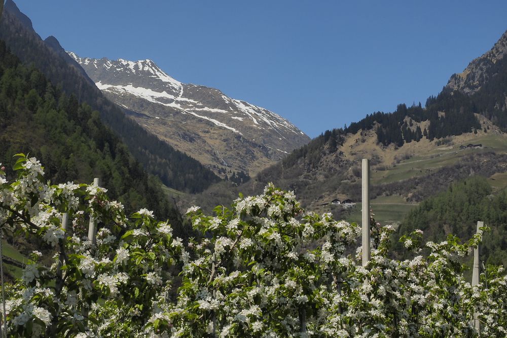 Apfelblüte in Algund