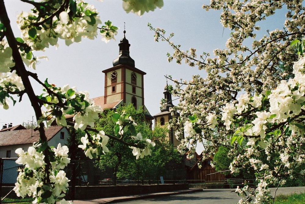 Apfelblüte in Burghaun