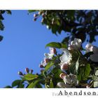 Apfelblüte in der Abendsonne