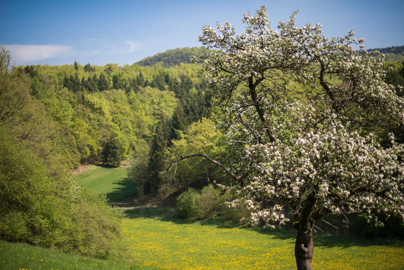 Apfelblüte in der Eifel