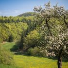 Apfelblüte in der Eifel