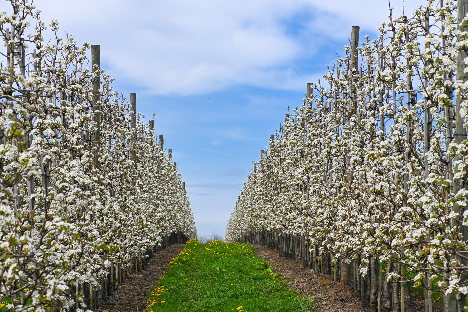 Apfelblüte in der Ortenau