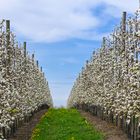 Apfelblüte in der Ortenau