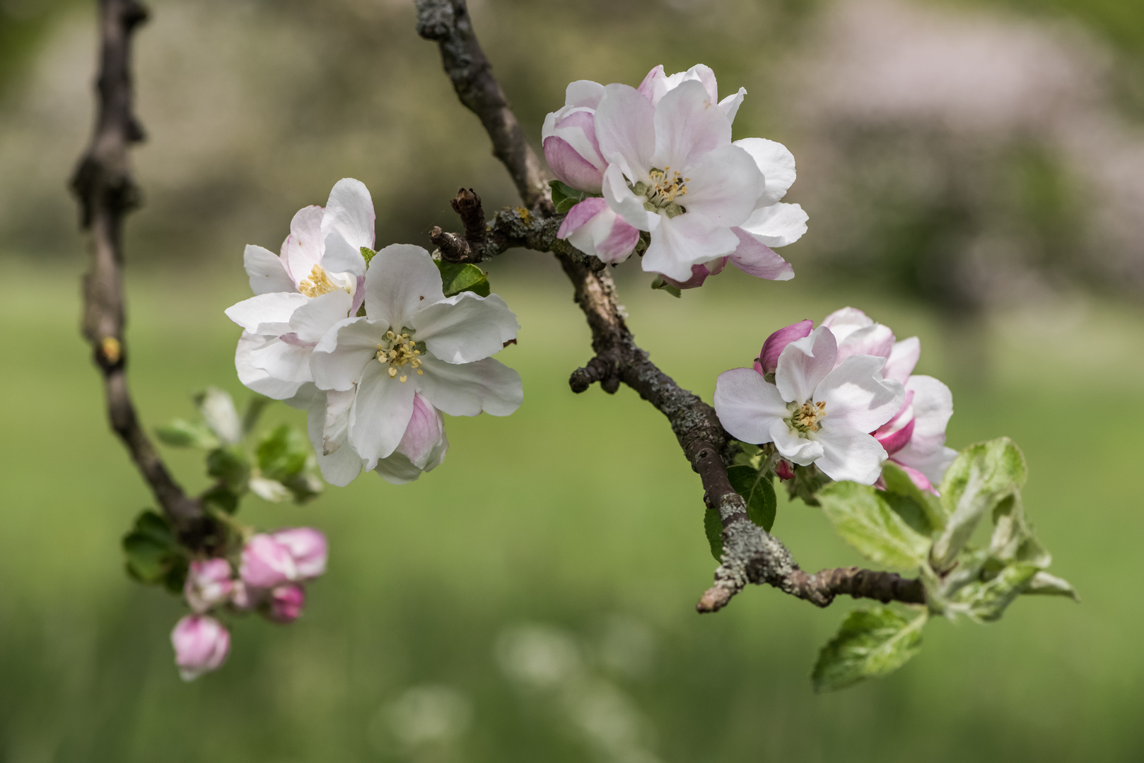 *Apfelblüte in der Osteifel*