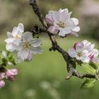 *Apfelblüte in der Osteifel*