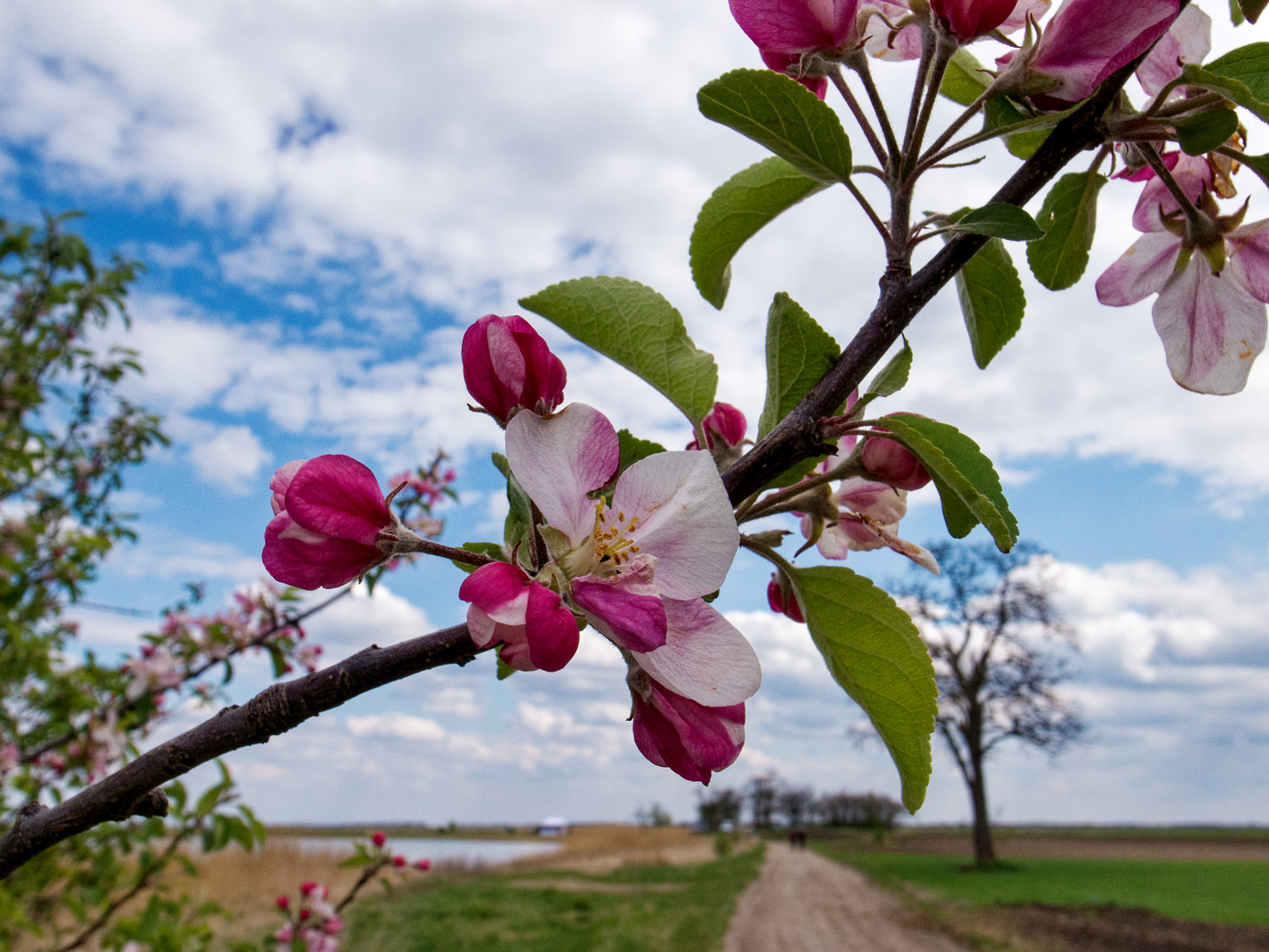 Apfelblüte in der Pusta