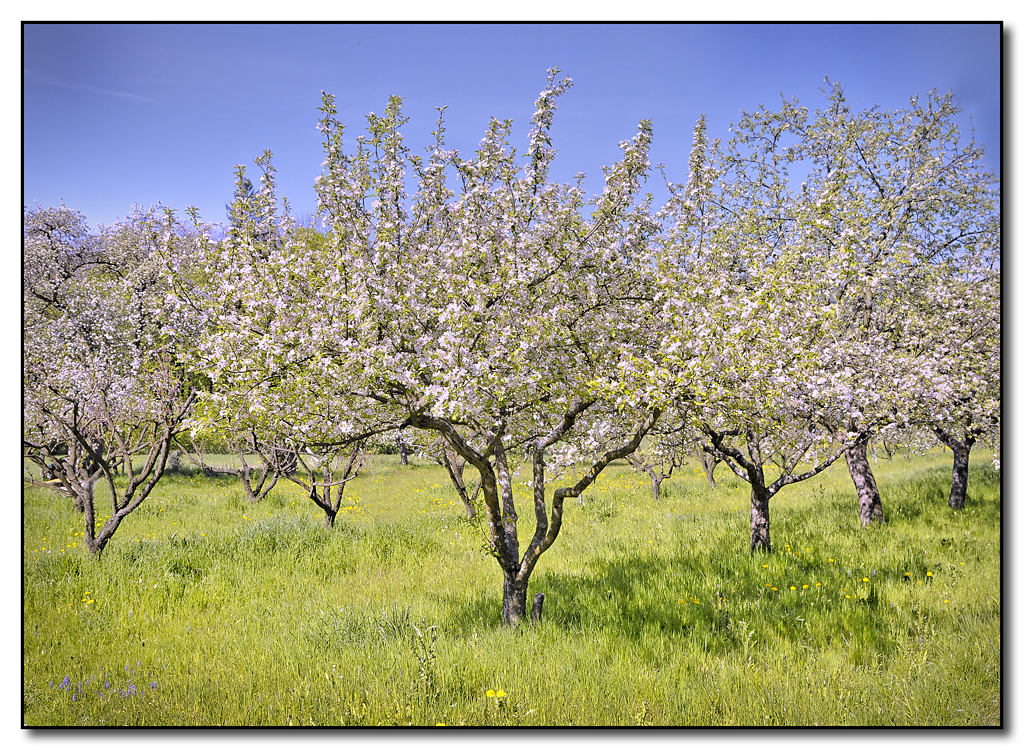 Apfelblüte in der Südsteiermark