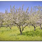 Apfelblüte in der Südsteiermark