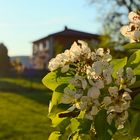 Apfelblüte in der Toskana