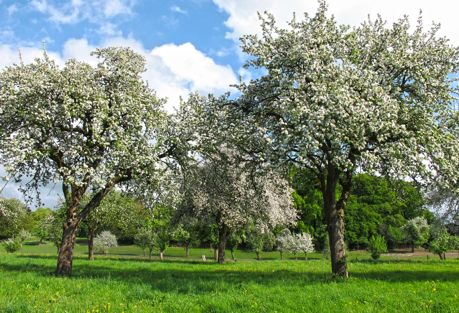 Apfelblüte in Essen-Heidhausen