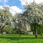 Apfelblüte in Essen-Heidhausen