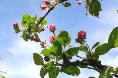 Apfelblüte in Hamburg