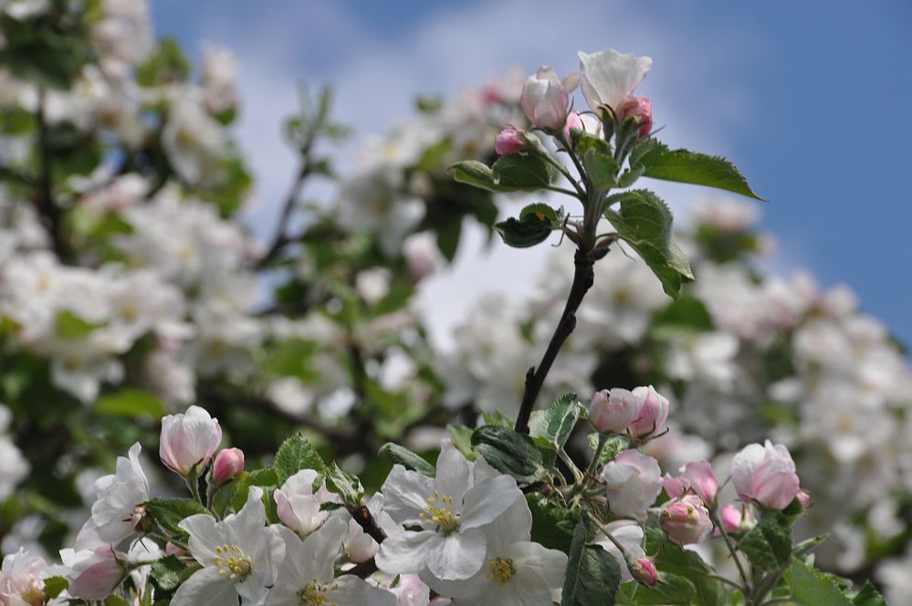 Apfelblüte in HS...