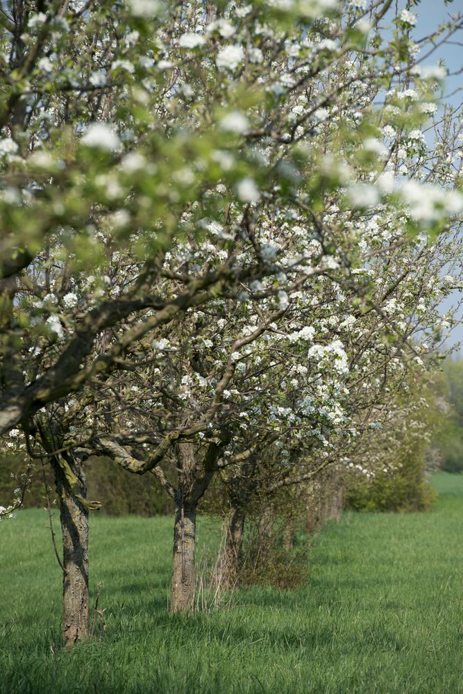 Apfelblüte in Kalkum