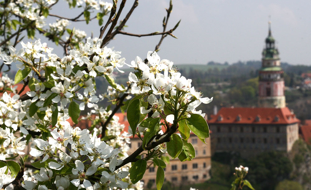 APFELBLÜTE IN KRUMLOV