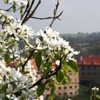 APFELBLÜTE IN KRUMLOV