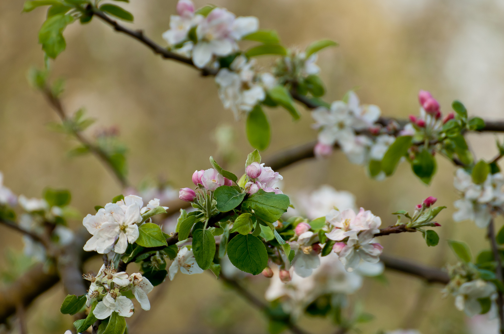 Apfelblüte in Limburg