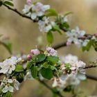 Apfelblüte in Limburg