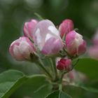 Apfelblüte in meinem Garten