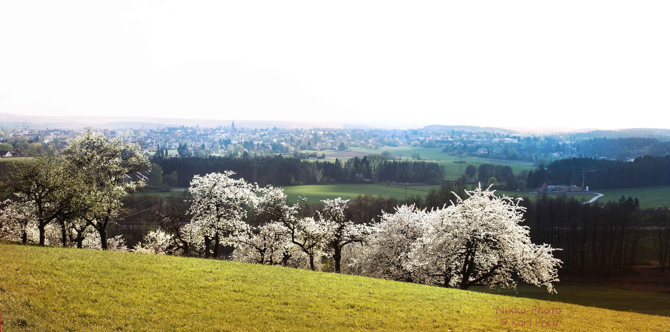 Apfelblüte in Mittelfranken