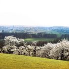 Apfelblüte in Mittelfranken