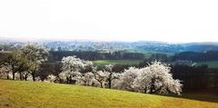 Apfelblüte in Mittelfranken