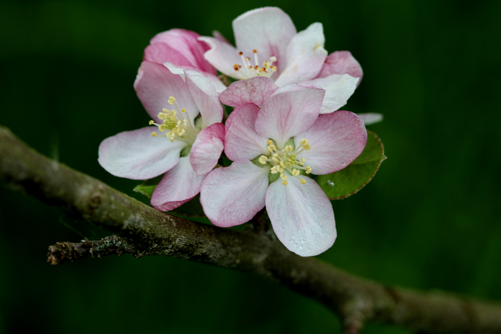 Apfelblüte in Mittelfranken