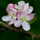 Apfelblüte in Mittelfranken