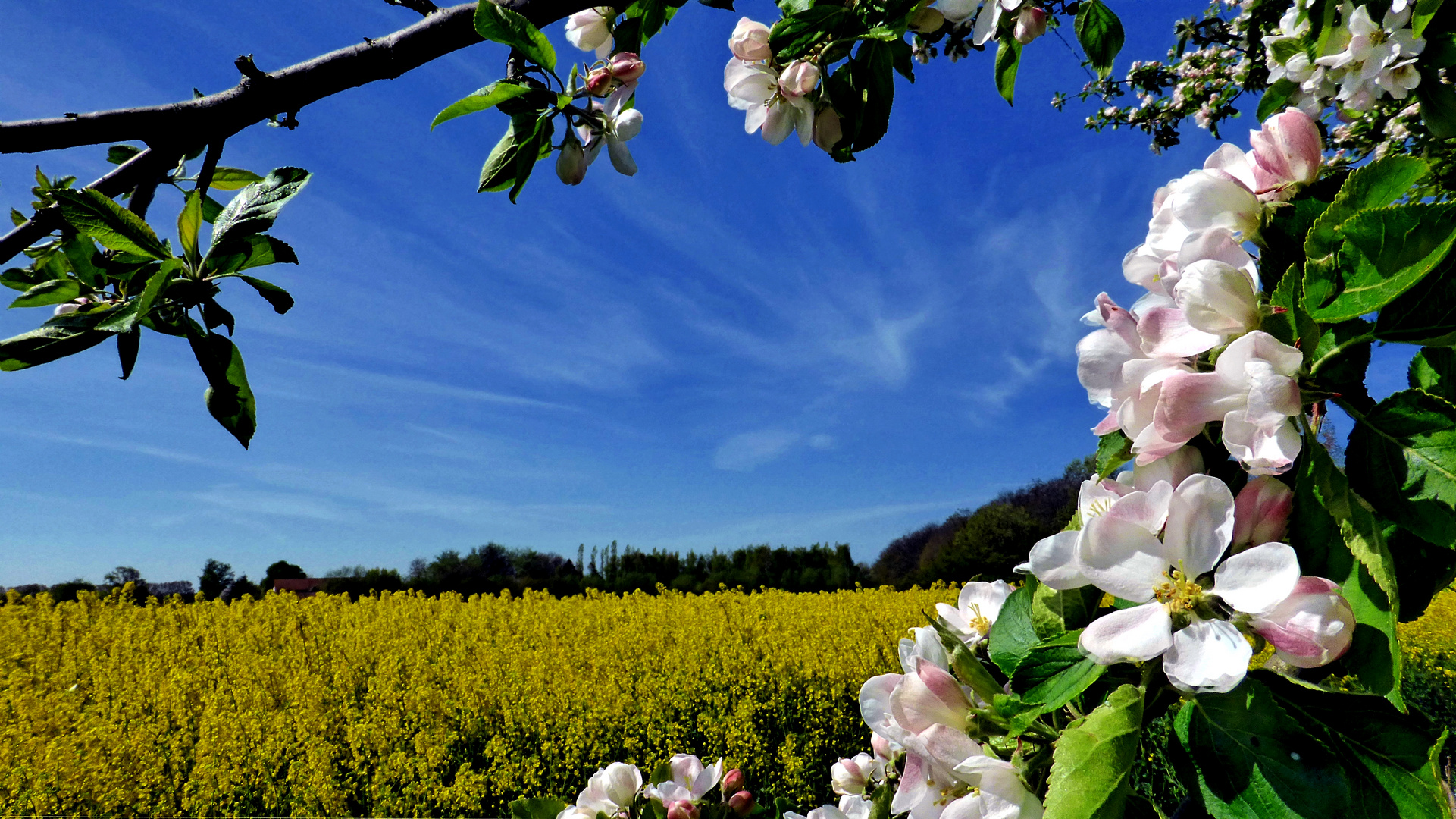 Apfelblüte in MV