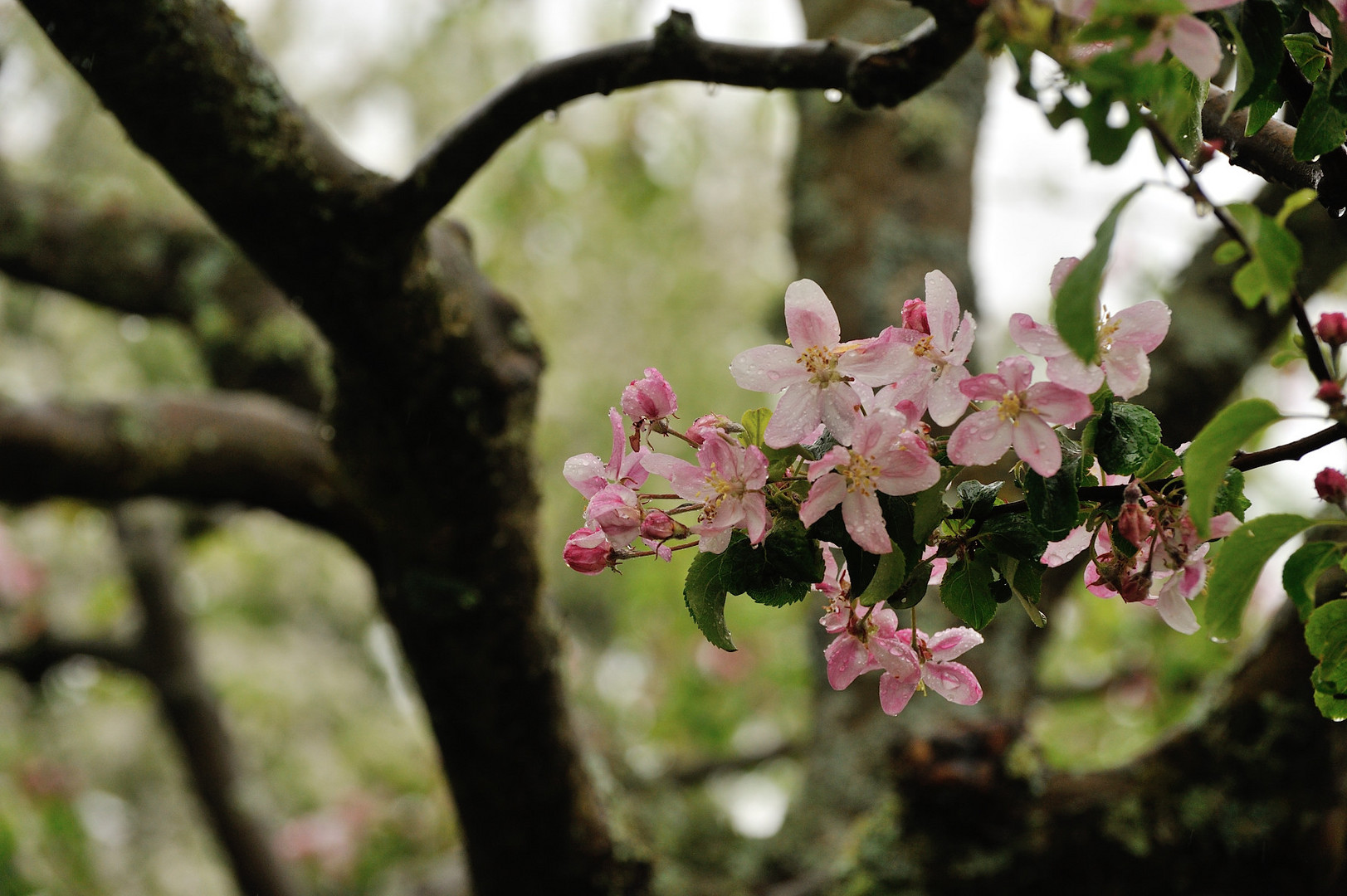 Apfelblüte in Neuenhain Taunus