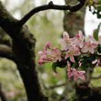 Apfelblüte in Neuenhain Taunus