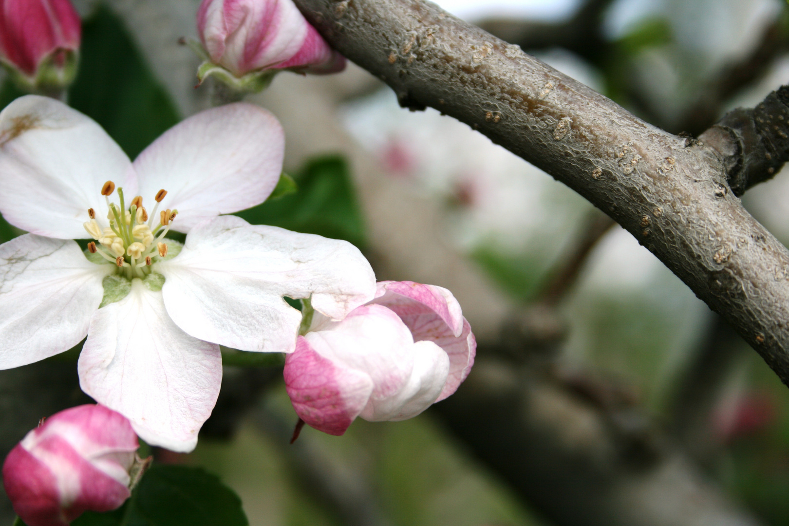 Apfelblüte in Partschins