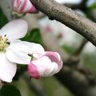 Apfelblüte in Partschins