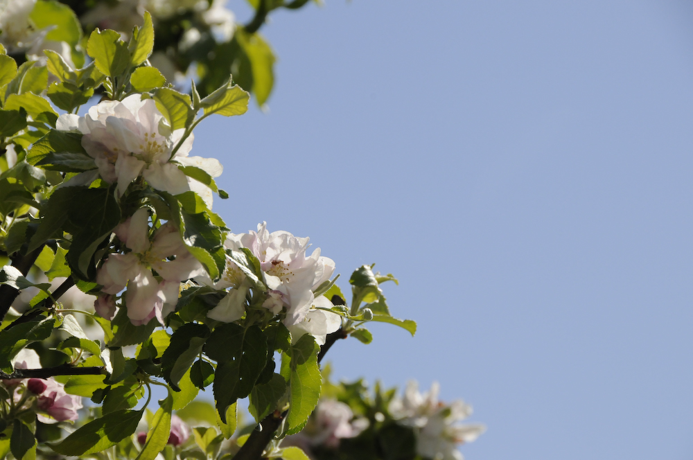 Apfelblüte in Salzburg