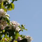 Apfelblüte in Salzburg