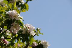 Apfelblüte in Salzburg