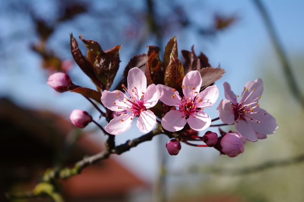 Apfelblüte in Scharten